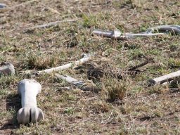 Western_Corridor2009-4